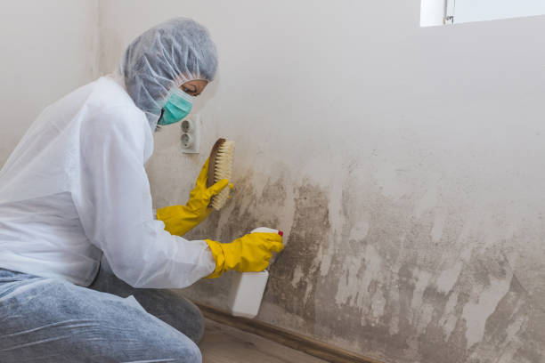 Professional Mold Removal in Tarentum, PA