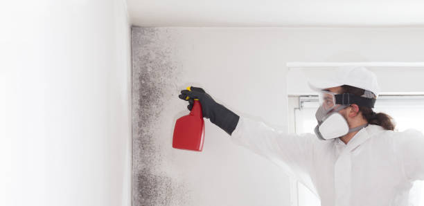 Best Mold Damage Repair  in Tarentum, PA